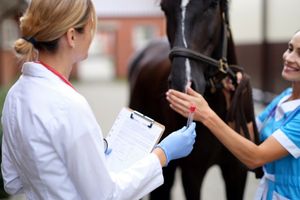 Нові технології для відстеження здоров'я коней: що мають знати власники фото
