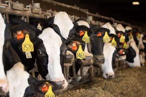 Здоров'я та безпека вашої ферми: ветеринарні інновації для сільськогосподарських тварин фото