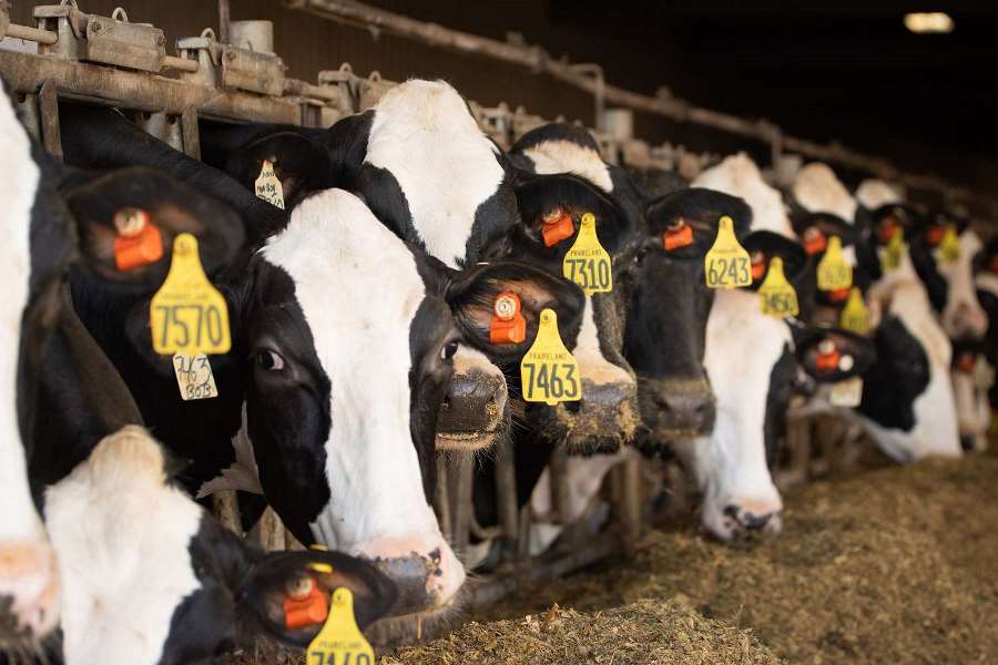Здоров'я та безпека вашої ферми: ветеринарні інновації для сільськогосподарських тварин
