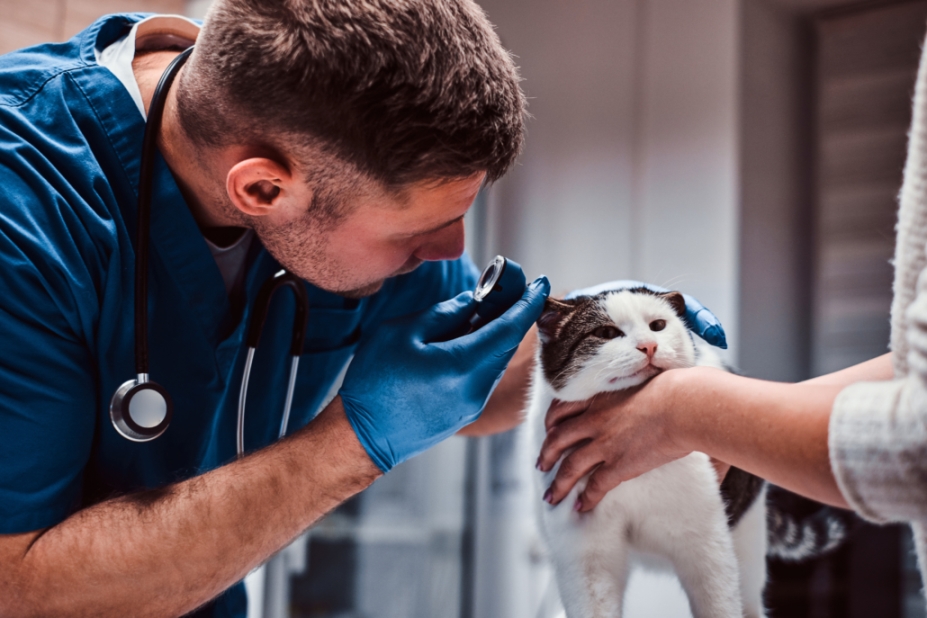 Майбутнє ветеринарії: топ-технології, що визначають новий рівень догляду за тваринами